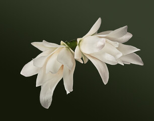 Decembrist flower. Cactus Schlumbergera truncata