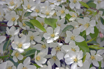 Apple blossoms in may with white petals