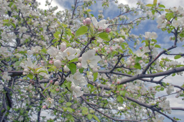 Apple blossoms in may with white petals