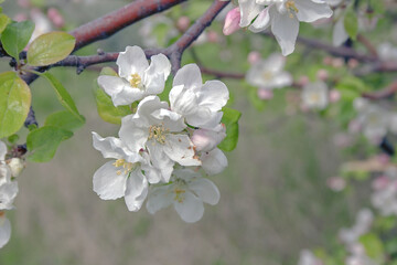 Apple blossoms in may with white petals