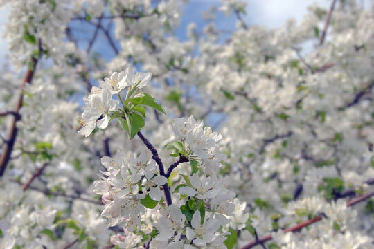 Apple blossoms in may with white petals © serhio777