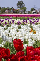 Multicolored tulip fields frame the village in spring Berkmeer Koggenland North Holland Netherlands Europe