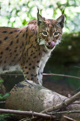 Naklejka na ściany i meble The European lynx wild cat of the Alps. Germany Europe