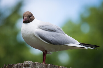 Black-headed gull on top of wooden post