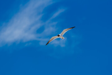 Laughing Gull in flight