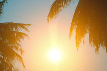 Evening sun shines through the coconut in the garden.