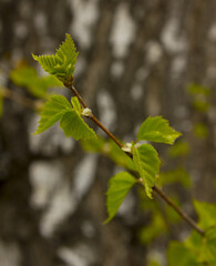 Young sprouts of birch