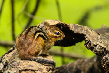 Chipmunk on a tree