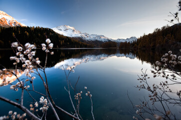 Dried flowers covered with frost on the shores of Lake Chanfer at the last light of sunset. Saint Moritz, Engadine Grisons Switzerland. Europe