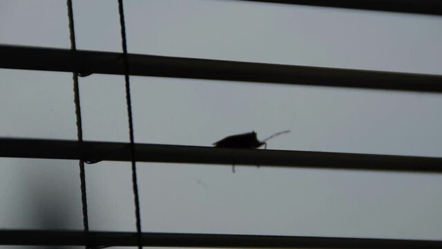 silhouette of a stink bug walking on window blind (pentatomoidea species)