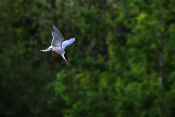 Common tern diving and emerging from the lake in search of fish food 