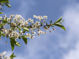 Cherry blossoms on blue sky background