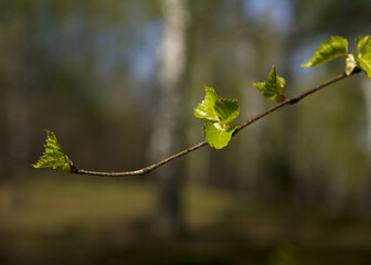 Bright branches in the sunlight