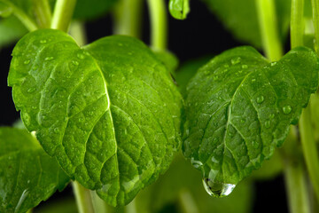 Macro view of fresh mint leaves