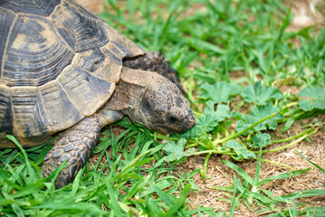 Turtle eating green grass