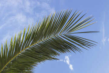 Palm tree against the blue sky and white clouds. Greece.