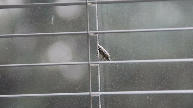 stink bug coming down on window blind (pentatomoidea species)