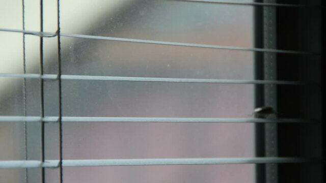 stink bug walking on window blind, turns around and comes back,(pentatomoidea species)