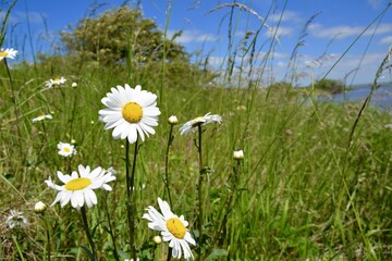 Grußkarte - Margeriten © S.H.exclusiv