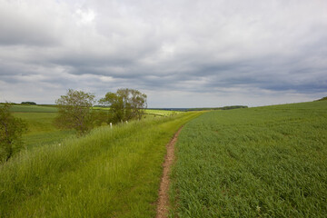Obraz premium wheat and meadows