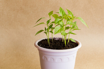 Sprouts of hot Vietnamese pepper in a purple pot on a brown craft background. Side view.