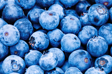 Bunch of fresh blueberries - studio shot