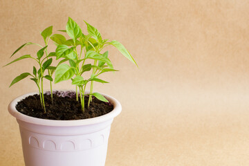 Sprouts of hot Vietnamese pepper in a purple pot on a brown craft background. Side view.