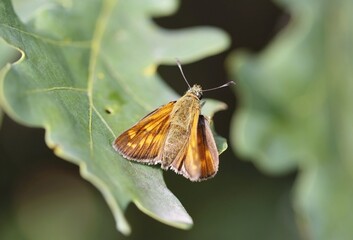 Obraz premium owlet moth