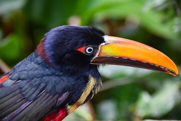 Toucan bird black feathers orange beak