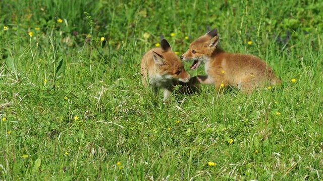 Jungfuchs beim Spiel im Hausgarten - Young foxes play in the garden