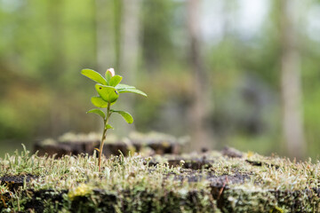 Close-up of a lingonberry (or cowberry, huckleberry, foxberry) sapling, moss and lichen growing on top of a stump of a tree in the forest.