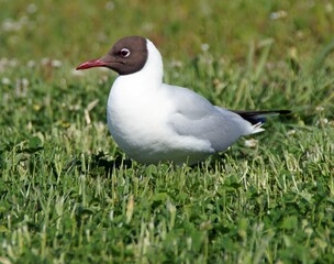 Lachmöwe (Chroicocephalus ridibundus)