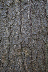 Close-up of an old spruce tree's bark texture.