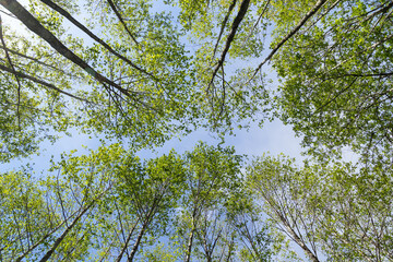 Verdant trees in a forest viewed from below in the summer. 