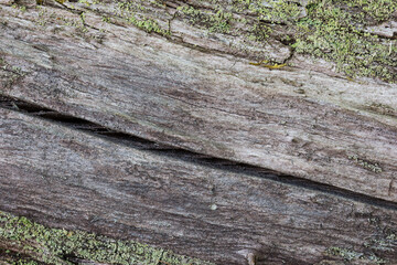 Close-up of an old gray tree trunk with moss texture background.