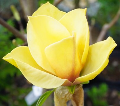 Up close photo of a Magnolia bloom