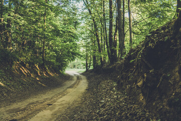 Road in the forest early spring morning