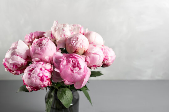 Pink peony flower on a gray background.copy space