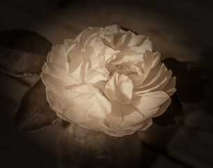 Old English rose, retro style