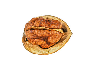 Dried walnut on a white background