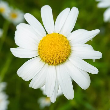 An up close of a white Daisy flower blooming