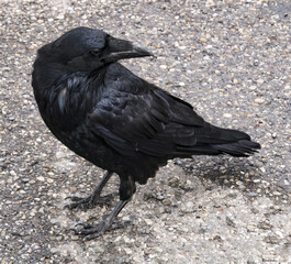 Canadian raven