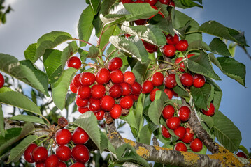 Branch of red cherries