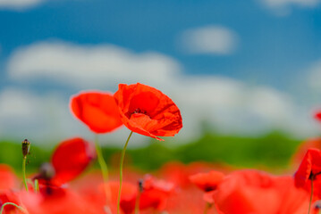 Meadow of red poppies in tuscany