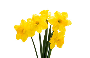  narcissus yellow bouquet  isolated