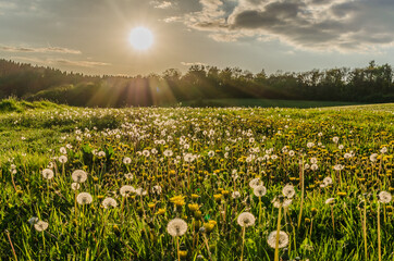Löwenzahnwiese vor Abendsonne in Taunusstein © riebevonsehl