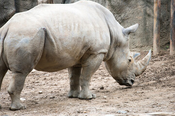 Obraz premium Southern white rhinoceros Ceratotherium simum simum at Philadelphia Zoo