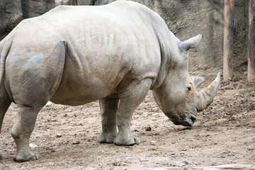 Southern white rhinoceros Ceratotherium simum simum at Philadelphia Zoo