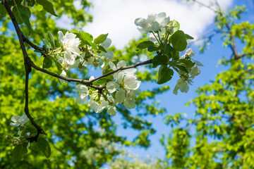 White flowers of apple trees spring landscape