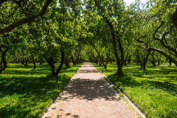 Apple orchard in the spring